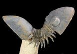 Flying Paralejurus Trilobite Fossil - Natural Work Of Art #49580-2